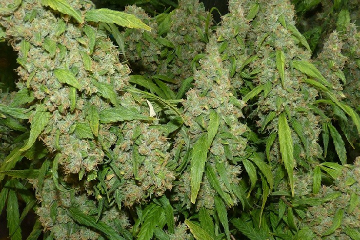 Alaska Marijuana Seeds