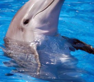 Dolphins Plagued by Similar Diseases As Humans - Health ...