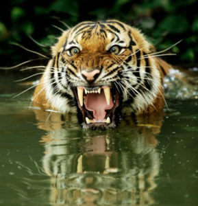 royal bengal tiger 