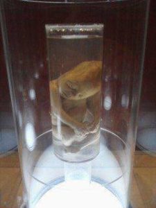 Human fetus in a jar on display at MOSI (Museum of Science and Industry). Such sickening displays horrifies most people who see it. Picture by Robert Tilford 2012. 