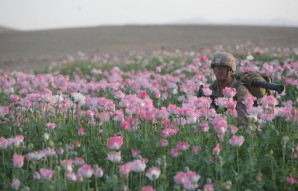 U.S. troop chest deep in opium fields in Afghanistan - that stretch as far as the eye can see. 