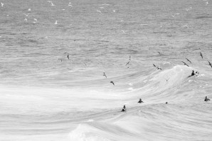 Shearwaters fish for bait fish, while surfers wait for waves at Duranbah on the Gold Coast. The shearwaters have flown from Alaska on their annual migration and many are starving and exhausted. If they can't get a feed they become to weak to continue to their southern nesting grounds