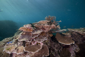 Healthy coral at Lady Elliot Island. Increased CO2 in the atmosphere caused ocean acidification which threatens the reef. Photo supplied by Lady Elliot Island Eco resort