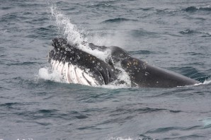 Humpbacks really gorge themselves on krill in the Southern Ocean, because they eat much less when they are migrating to their GBR breeding grounds. They get much fatter than they are when people see them on the Ozzy Eastcoast. Photo by David Donnelly, under permit