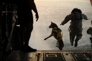 War dog - jumps with handler out of a C-130 aircraft. 