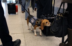 Bomb sniffing dogs used by Department of Homeland Security at Kennedy Airport.  