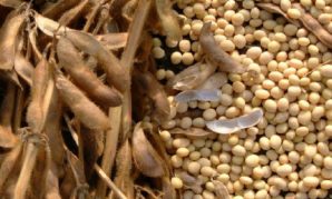 Scientific research conducted for the UK Department for International Development between 2005 and 2008 concluded that soybeans were inappropriate for conditions and farming practices in northern Afghanistan, where the program was implemented by ASA.