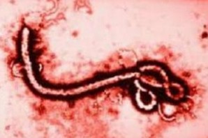 Ebola Virus Disease