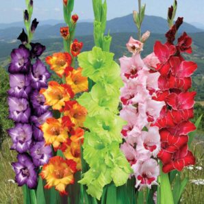 Gladiolus Flower