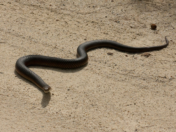 Copperhead Snake