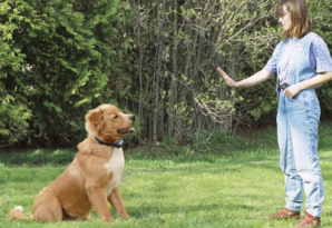 How to Become a Certified Dog Trainer