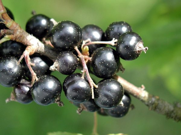 Blackcurrants