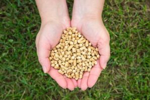 Benefits of Natural Cat Litter